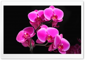 Beautiful Pink Orchid Ultra HD Wallpaper for 4K UHD Widescreen desktop, tablet & smartphone