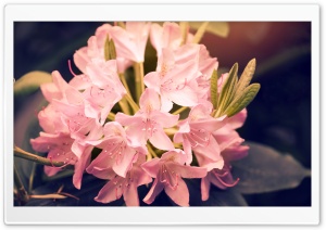 Beautiful Pink Rhododendron Flowers Ultra HD Wallpaper for 4K UHD Widescreen desktop, tablet & smartphone