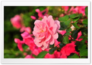 Beautiful Pink Rose Ultra HD Wallpaper for 4K UHD Widescreen desktop, tablet & smartphone