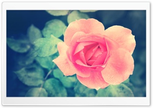 Beautiful Pink Rose in the Garden Ultra HD Wallpaper for 4K UHD Widescreen desktop, tablet & smartphone