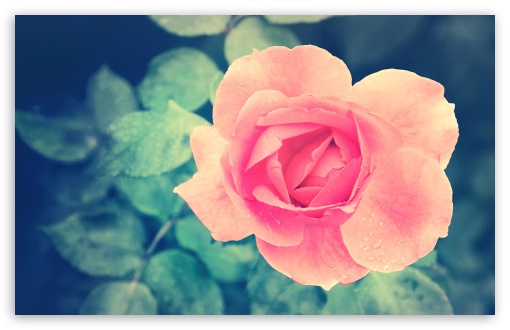 Beautiful Pink Rose in the Garden Ultra HD Desktop Background Wallpaper ...