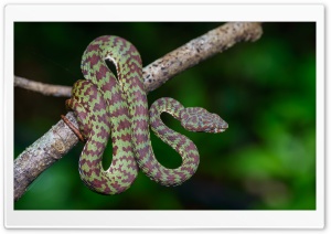 Beautiful Pit Viper Snake Ultra HD Wallpaper for 4K UHD Widescreen desktop, tablet & smartphone