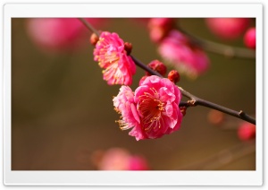 Beautiful Plum Blossoms Blooming Ultra HD Wallpaper for 4K UHD Widescreen desktop, tablet & smartphone