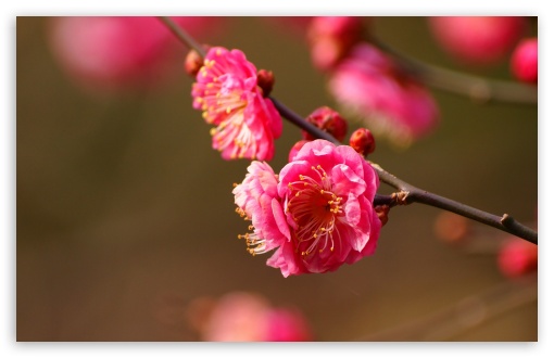 Beautiful Plum Blossoms Blooming UltraHD Wallpaper for HD 16:9 ; Widescreen 16:10 5:3 ; Fullscreen 4:3 5:4 3:2 ; Tablet 1:1 ; Mobile 3:4 ; Dual 16:10 5:3 16:9 4:3 5:4 ;