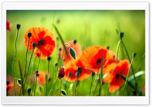 Beautiful Poppies Ultra HD Wallpaper for 4K UHD Widescreen desktop, tablet & smartphone