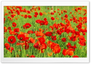 Beautiful Poppies Field Ultra HD Wallpaper for 4K UHD Widescreen desktop, tablet & smartphone