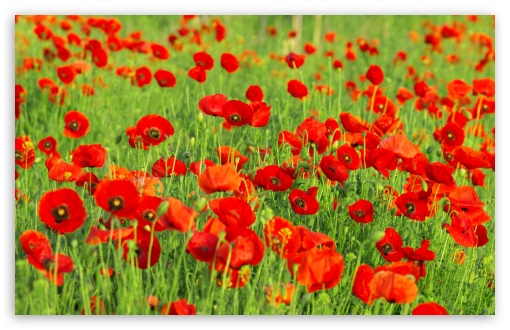 Beautiful Poppies Field UltraHD Wallpaper for Wide 16:10 5:3 Widescreen WHXGA WQXGA WUXGA WXGA WGA ; 8K UHD TV 16:9 Ultra High Definition 2160p 1440p 1080p 900p 720p ; Standard 4:3 5:4 3:2 Fullscreen UXGA XGA SVGA QSXGA SXGA DVGA HVGA HQVGA ( Apple PowerBook G4 iPhone 4 3G 3GS iPod Touch ) ; Tablet 1:1 ; iPad 1/2/Mini ; Mobile 4:3 5:3 3:2 16:9 5:4 - UXGA XGA SVGA WGA DVGA HVGA HQVGA ( Apple PowerBook G4 iPhone 4 3G 3GS iPod Touch ) 2160p 1440p 1080p 900p 720p QSXGA SXGA ; Dual 16:10 5:3 16:9 4:3 5:4 WHXGA WQXGA WUXGA WXGA WGA 2160p 1440p 1080p 900p 720p UXGA XGA SVGA QSXGA SXGA ;