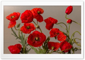 Beautiful Poppies Flowers Ultra HD Wallpaper for 4K UHD Widescreen desktop, tablet & smartphone