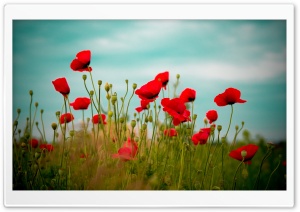 Beautiful Poppy Field Ultra HD Wallpaper for 4K UHD Widescreen desktop, tablet & smartphone