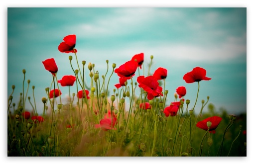 Beautiful Poppy Field Ultra HD Desktop Background Wallpaper for 4K UHD ...