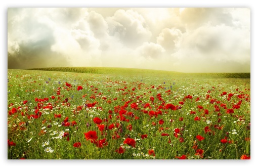 Beautiful Poppy Field UltraHD Wallpaper for HD 16:9 ; Widescreen 16:10 5:3 ; Fullscreen 4:3 5:4 3:2 ; Tablet 1:1 ; Mobile 3:5 3:4 ; Dual 16:10 5:3 16:9 4:3 5:4 ;