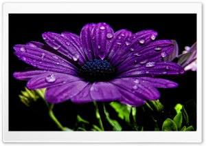 Beautiful Purple Flower Ultra HD Wallpaper for 4K UHD Widescreen desktop, tablet & smartphone