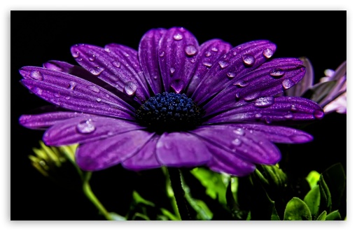 Beautiful Purple Flower UltraHD Wallpaper for Wide 16:10 5:3 Widescreen WHXGA WQXGA WUXGA WXGA WGA ; 8K UHD TV 16:9 Ultra High Definition 2160p 1440p 1080p 900p 720p ; Standard 4:3 5:4 3:2 Fullscreen UXGA XGA SVGA QSXGA SXGA DVGA HVGA HQVGA ( Apple PowerBook G4 iPhone 4 3G 3GS iPod Touch ) ; iPad 1/2/Mini ; Mobile 4:3 5:3 3:2 16:9 5:4 - UXGA XGA SVGA WGA DVGA HVGA HQVGA ( Apple PowerBook G4 iPhone 4 3G 3GS iPod Touch ) 2160p 1440p 1080p 900p 720p QSXGA SXGA ;