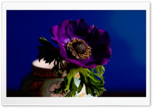 Beautiful Purple Flower in Vase Ultra HD Wallpaper for 4K UHD Widescreen desktop, tablet & smartphone