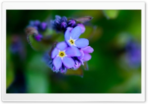 Beautiful Purple Flower, Macro Ultra HD Wallpaper for 4K UHD Widescreen desktop, tablet & smartphone
