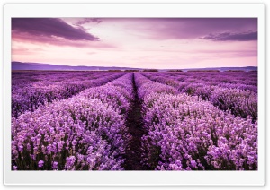 Beautiful Purple Flowers Field Ultra HD Wallpaper for 4K UHD Widescreen desktop, tablet & smartphone