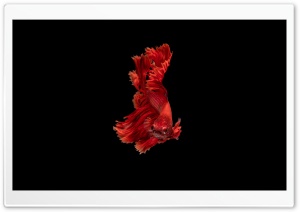 Beautiful Red Betta Siamese Fighting Fish Male Ultra HD Wallpaper for 4K UHD Widescreen desktop, tablet & smartphone