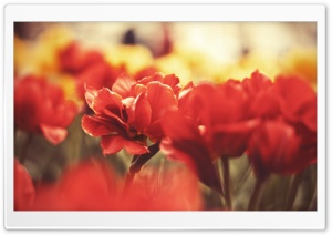 Beautiful Red Flowers Ultra HD Wallpaper for 4K UHD Widescreen desktop, tablet & smartphone