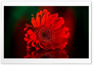 Beautiful Red Gerbera Daisy Ultra HD Wallpaper for 4K UHD Widescreen desktop, tablet & smartphone