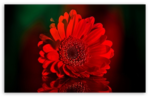 Beautiful Red Gerbera Daisy Ultra HD Desktop Background Wallpaper for ...