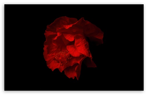 Beautiful Red Hibiscus Flower, Black Background Ultra HD Desktop ...