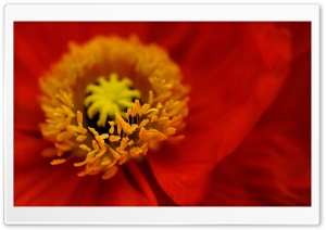 Beautiful Red Iceland Poppy Flower Ultra HD Wallpaper for 4K UHD Widescreen desktop, tablet & smartphone
