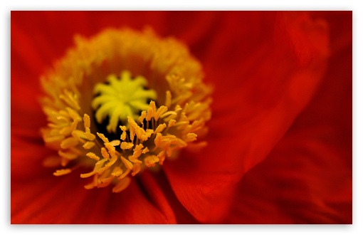 Beautiful Red Iceland Poppy Flower Ultra HD Desktop Background ...
