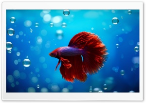 Beautiful Red Male Betta Fish with Flowing Fins 4K UHD Wallpaper for Widescreen and UltraWide Desktop, UltraHD TV, Smartphone, Tablet
