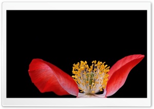 Beautiful Red Poppy Ultra HD Wallpaper for 4K UHD Widescreen desktop, tablet & smartphone