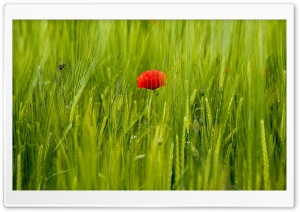 Beautiful Red Poppy, Green Wheat Field Ultra HD Wallpaper for 4K UHD Widescreen desktop, tablet & smartphone