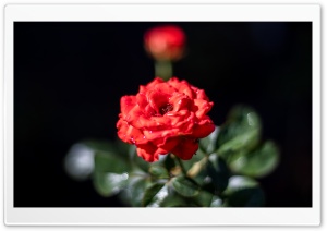 Beautiful Red Rose Ultra HD Wallpaper for 4K UHD Widescreen desktop, tablet & smartphone