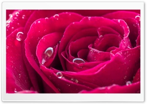 Beautiful Red Rose Dew Drops Ultra HD Wallpaper for 4K UHD Widescreen desktop, tablet & smartphone
