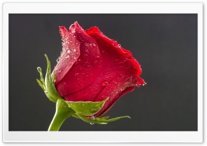 Beautiful Red Rose, Drops of Water Ultra HD Wallpaper for 4K UHD Widescreen desktop, tablet & smartphone
