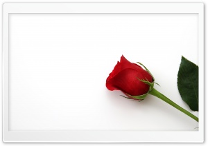 Beautiful Red Rose Flower Ultra HD Wallpaper for 4K UHD Widescreen desktop, tablet & smartphone