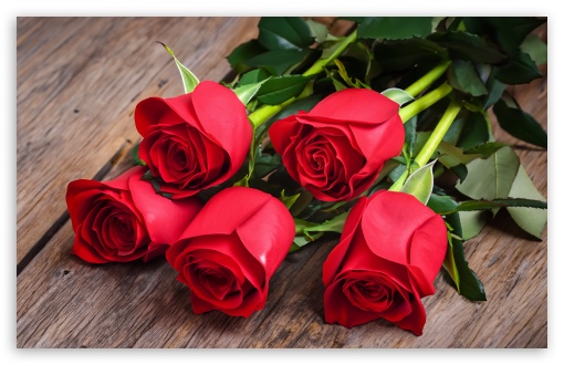 Beautiful Red Roses Flowers UltraHD Wallpaper for UHD 16:9 ; HD 16:9 ; UltraWide 21:9 24:10 ; Widescreen 16:10 5:3 ; Fullscreen 4:3 5:4 3:2 ; Tablet 1:1 ; Dual 5:4 ;