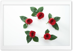 Beautiful Red Roses Flowers Circle Ultra HD Wallpaper for 4K UHD Widescreen desktop, tablet & smartphone