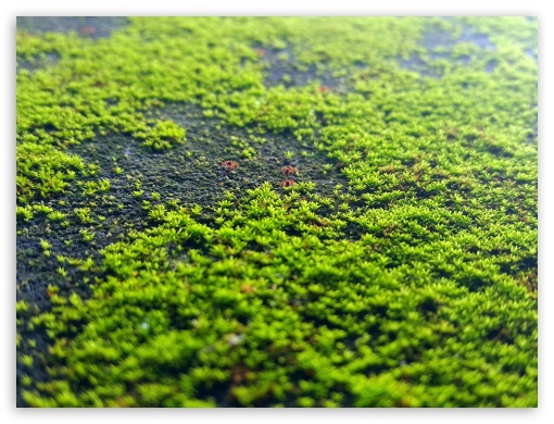 Beautiful Red Spideys in Greenery UltraHD Wallpaper for Fullscreen 4:3 ;