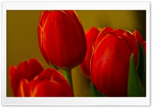 Beautiful Red Tulips Ultra HD Wallpaper for 4K UHD Widescreen desktop, tablet & smartphone