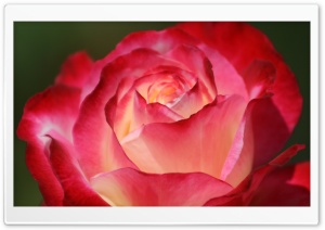 Beautiful Rose Ultra HD Wallpaper for 4K UHD Widescreen desktop, tablet & smartphone