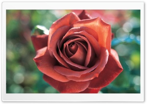 Beautiful Rose 1 Ultra HD Wallpaper for 4K UHD Widescreen desktop, tablet & smartphone