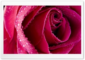 Beautiful Rose Bud Ultra HD Wallpaper for 4K UHD Widescreen desktop, tablet & smartphone