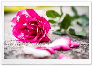 Beautiful, Rose, Flower, Petals, Fuchsia, Love, Ground 4K UHD Wallpaper for Widescreen and UltraWide Desktop, UltraHD TV, Smartphone, Tablet
