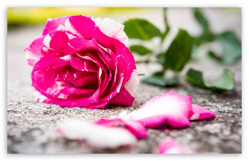 Beautiful, Rose, Flower, Petals, Fuchsia, Love, Ground UltraHD Wallpaper for UHD 16:9 ; HD 16:9 ; UltraWide 21:9 24:10 ; Widescreen 16:10 5:3 ; Fullscreen 4:3 5:4 3:2 ; Tablet 1:1 ;