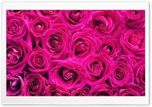 Beautiful Roses Flowers Background Ultra HD Wallpaper for 4K UHD Widescreen desktop, tablet & smartphone