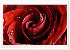 Beautiful Scarlet Rose Ultra HD Wallpaper for 4K UHD Widescreen desktop, tablet & smartphone