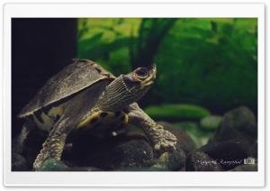 Beautiful Sea Animal Ultra HD Wallpaper for 4K UHD Widescreen desktop, tablet & smartphone