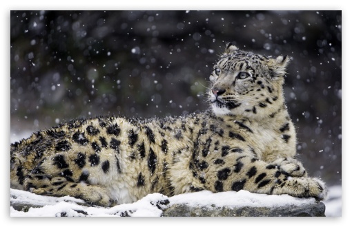 Beautiful Snow Leopard Wild Animal, Snowflakes, Winter UltraHD Wallpaper for Wide 16:10 5:3 Widescreen WHXGA WQXGA WUXGA WXGA WGA ; UltraWide 21:9 24:10 ; 8K UHD TV 16:9 Ultra High Definition 2160p 1440p 1080p 900p 720p ; UHD 16:9 2160p 1440p 1080p 900p 720p ; Standard 4:3 5:4 3:2 Fullscreen UXGA XGA SVGA QSXGA SXGA DVGA HVGA HQVGA ( Apple PowerBook G4 iPhone 4 3G 3GS iPod Touch ) ; Smartphone 16:9 3:2 5:3 2160p 1440p 1080p 900p 720p DVGA HVGA HQVGA ( Apple PowerBook G4 iPhone 4 3G 3GS iPod Touch ) WGA ; Tablet 1:1 ; iPad 1/2/Mini ; Mobile 4:3 5:3 3:2 16:9 5:4 - UXGA XGA SVGA WGA DVGA HVGA HQVGA ( Apple PowerBook G4 iPhone 4 3G 3GS iPod Touch ) 2160p 1440p 1080p 900p 720p QSXGA SXGA ;