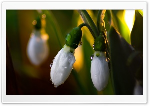 Beautiful Snowdrops Spring Sunset Ultra HD Wallpaper for 4K UHD Widescreen desktop, tablet & smartphone