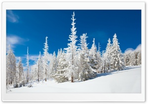 Beautiful Snowy Forest Ultra HD Wallpaper for 4K UHD Widescreen desktop, tablet & smartphone