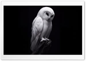 Beautiful Snowy Owl Portrait on Black Background 4K UHD Wallpaper for Widescreen and UltraWide Desktop, UltraHD TV, Smartphone, Tablet